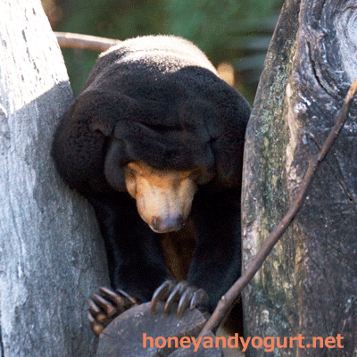 上野動物園　マレーグマ　キョウコ