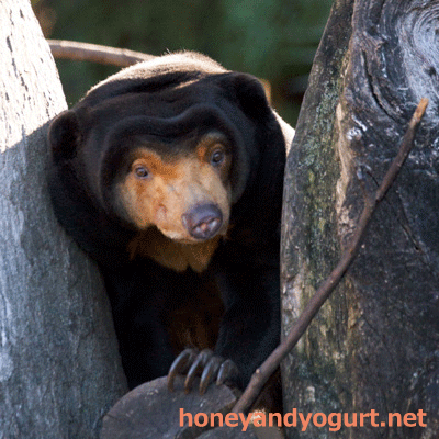 上野動物園　マレーグマ　キョウコ