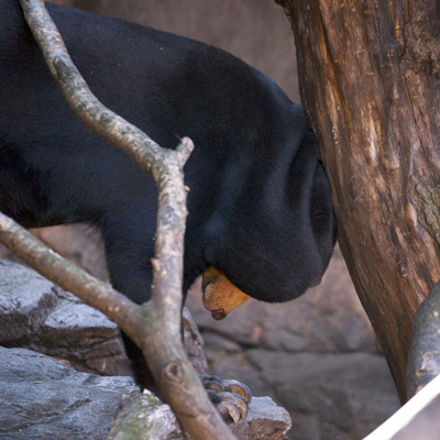 上野動物園　マレーグマ　キョウコ