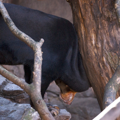 上野動物園　マレーグマ　キョウコ