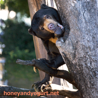 上野動物園　マレーグマ　アズマ