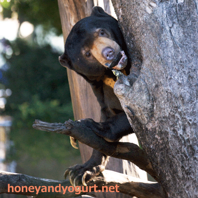 上野動物園　マレーグマ　アズマ