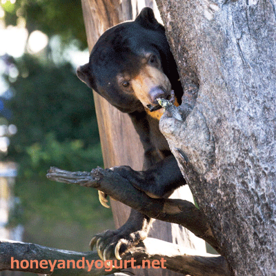 上野動物園　マレーグマ　アズマ