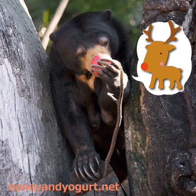 上野動物園　マレーグマ　モモコ