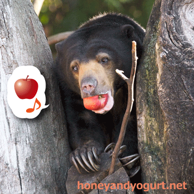 上野動物園　マレーグマ　モモコ