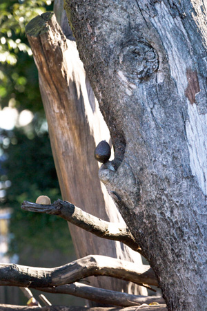 上野動物園　マレーグマ舎