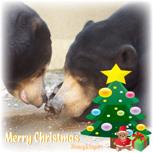 マレーグマ　動物園　クリスマス