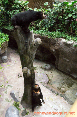 のいち動物公園 マレーグマ ワンピイ タオチイ