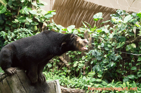 のいち動物公園 マレーグマ タオチイ