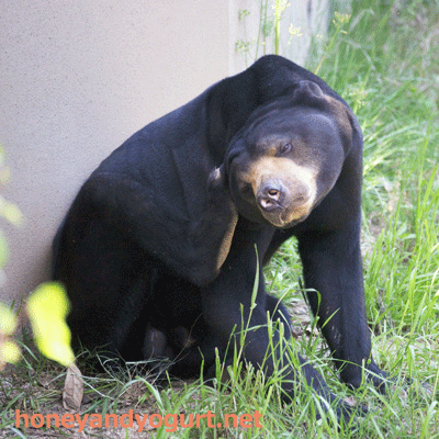 福岡市動物園　マレーグマ　サニー