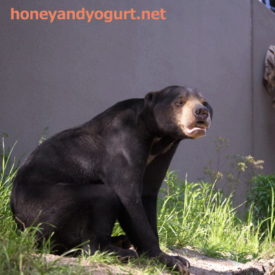 福岡市動物園　マレーグマ　サニー