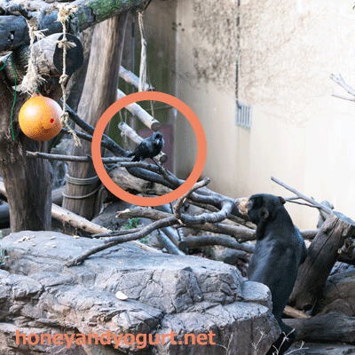 上野動物園 マレーグマ アズマ