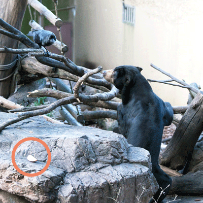 上野動物園 マレーグマ アズマ
