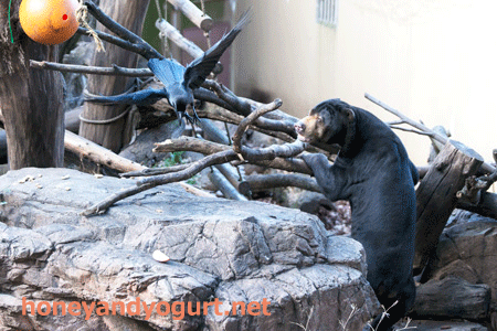 上野動物園 マレーグマ アズマ