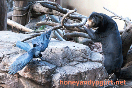 上野動物園 マレーグマ アズマ
