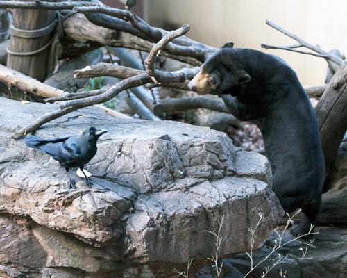 上野動物園 マレーグマ アズマ