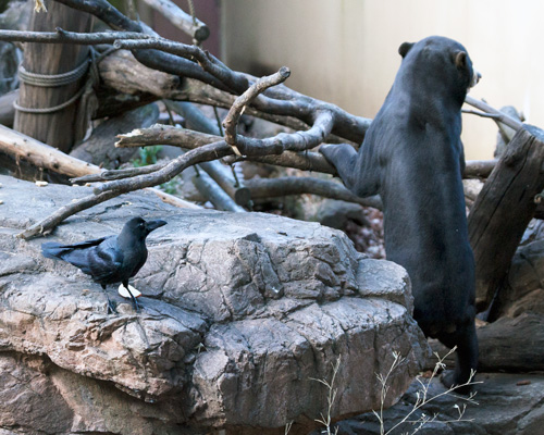 上野動物園 マレーグマ アズマ
