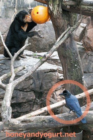 上野動物園　マレーグマ　キョウコ
