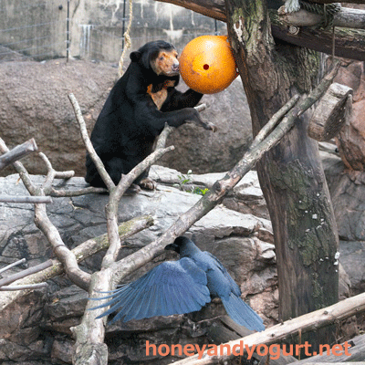 上野動物園　マレーグマ　キョウコ