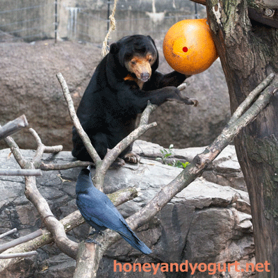 上野動物園　マレーグマ　キョウコ