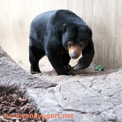 上野動物園　マレーグマ　モモコ
