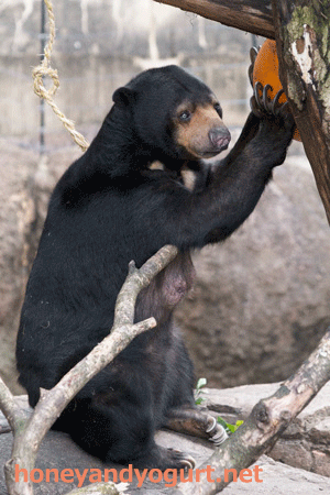 上野動物園　マレーグマ　モモコ