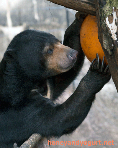 上野動物園　マレーグマ　モモコ