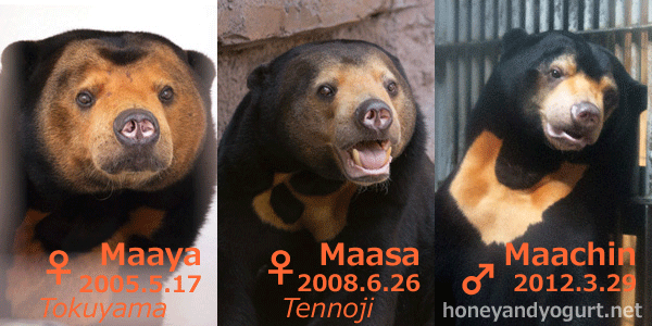 higashiyama-siblings