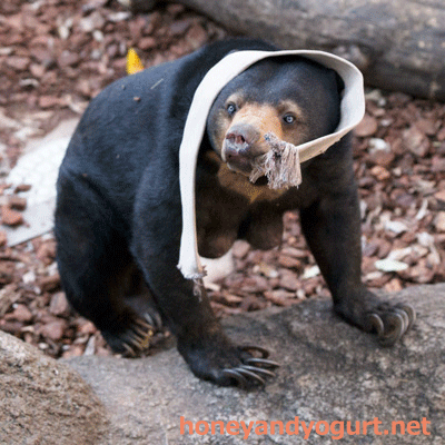 上野動物園 マレーグマ モモコ