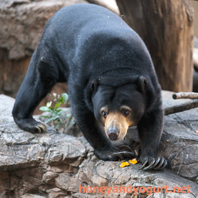 上野動物園 マレーグマ モモコ