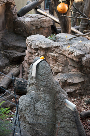 上野動物園 マレーグマ舎