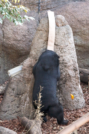 上野動物園 マレーグマ モモコ