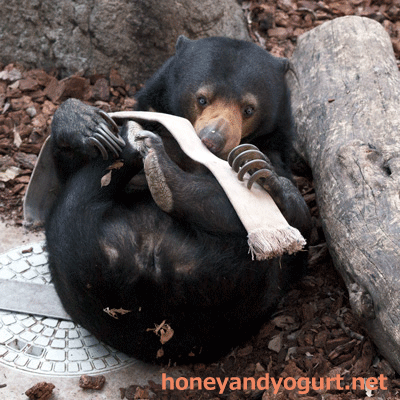 上野動物園 マレーグマ モモコ