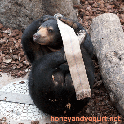 上野動物園 マレーグマ モモコ