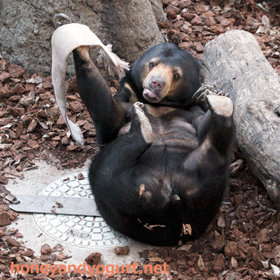 上野動物園 マレーグマ モモコ