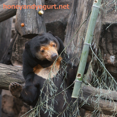 上野動物園　マレーグマ　キョウコ