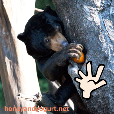 上野動物園　マレーグマ　アズマ