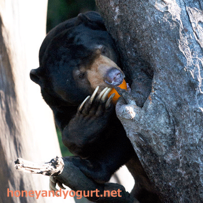 上野動物園　マレーグマ　アズマ