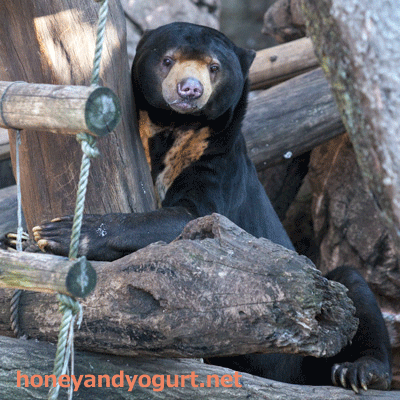 上野動物園　マレーグマ　アズマ