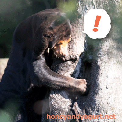 上野動物園 マレーグマ キョウコ