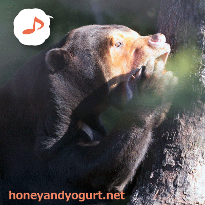 上野動物園 マレーグマ キョウコ