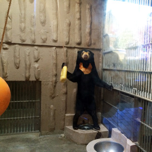 東山動植物園 マレーグマ マーチン