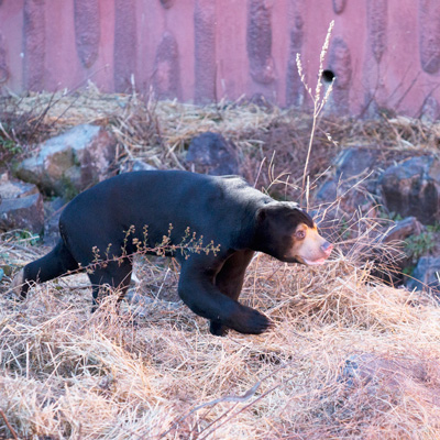 東山動植物園　マレーグマ　マーチン
