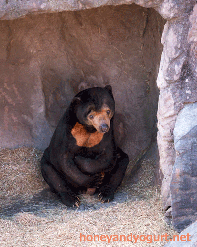 東山動植物園　マレーグマ　マー君