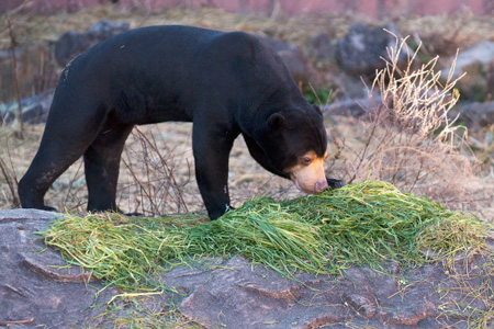 東山動植物園　マレーグマ　マーチン