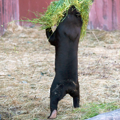 東山動植物園　マレーグマ　マーチン