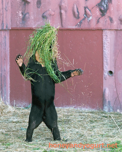東山動植物園　マレーグマ　マーチン