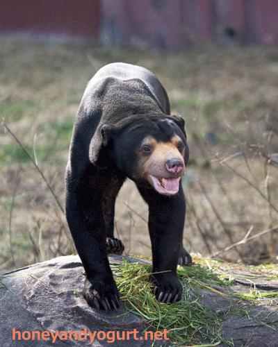 東山動植物園　マレーグマ　マーチン