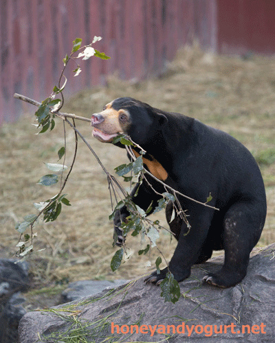 東山動植物園　マレーグマ　マーチン