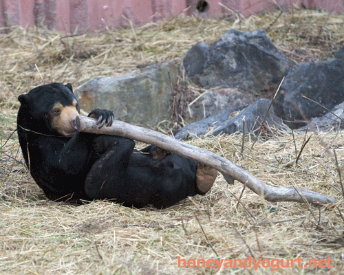 東山動植物園　マレーグマ　マーチン